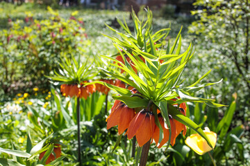 Fritillaria imperialis, the crown imperial or Kaiser's crown, is a species of flowering plant in the lily family blooming on a blue sky spring day with bright orange petals,
