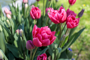 Fototapeta premium Red double tulips in a flowerbed near an artificial reservoir in the park. Landscape design