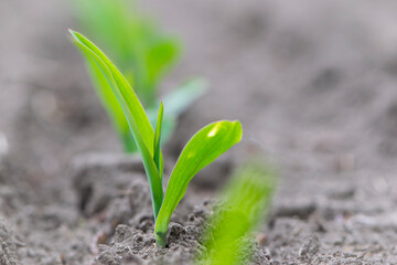 A small plant in soil, corn leaves, green sprout. Ecology, environmental protection. Greenhouse work. corn seedlings in field, small plants. spring, start of work, agriculture, close-up