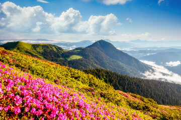 Fototapeta na wymiar Captivating summer scene with pink rhododendron flowers on a sunny day.