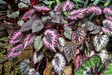 Painted-leaf begonia rex putz in terracotta pots
