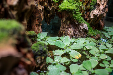 Pistia is a genus of aquatic plant in the arum family, Araceae. It is the sole genus in the tribe Pistieae which reflects its systematic isolation within the family.