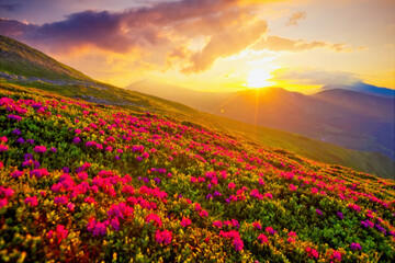 Obraz premium Majestic summer scene with pink rhododendron flowers at sunset.