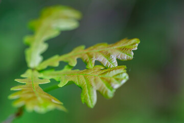 Branches with spring leaves Common oak (Quercus robur), selective focus. Plant background with...