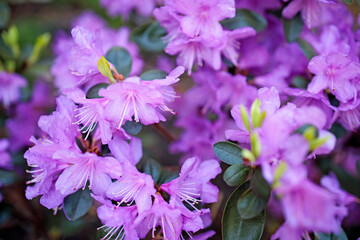The evergreen Rhododendron hybrid Haaga has fully opened its bright pink flowers.