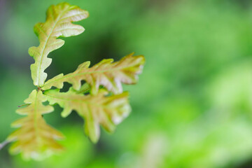 Branches with spring leaves Common oak (Quercus robur), selective focus. Plant background with green spring leaves. Close up on a fresh green leaves of Common oak (Quercus robur).