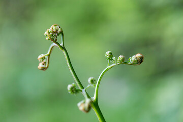 Curled bracken fern frond, eagle fern, Pteridium aquilinum, unfurling against a natural green background, closeup. young bracken (Pteridium aquilinum). Young edible leaves of eagle fern.