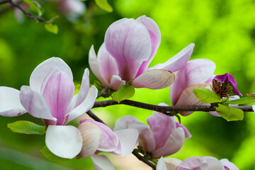 Obraz premium spring magnolia flowers, natural abstract soft floral background. beautiful flowers, delicate magnolia, in the garden or park. pink flower on green natural background. close-up
