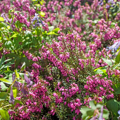 Bushes of pink heather on an artificial slide in the park.
