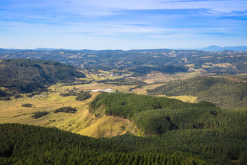 Paisagem com plantação de pinheiros no vale