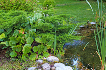 Bergenia crassifolia, juniper bushes, trimmed boxwood bushes, sedges and reeds, large rocks by an artificial pond in the park. Landscape design