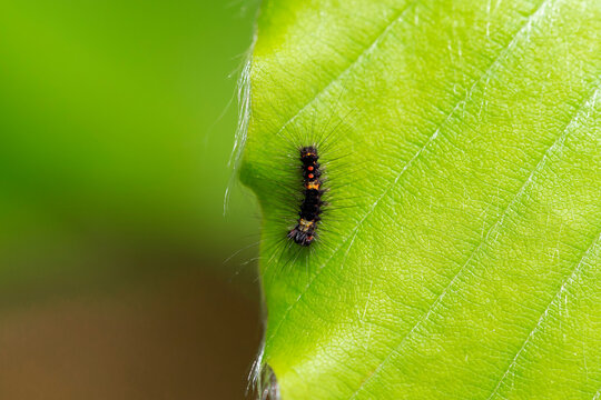 Vapourer Moth (Orgyia antiqua) caterpillar. Rusty tussock moth, Orgyia antiqua larva on буковий leaf. 