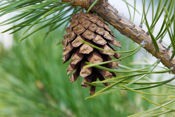 pine cone in a Pine Tree. Pinus. Isolated pine. Pine branch with cones isolated on light natural background. coniferous tree branch in a forest or park, close-up