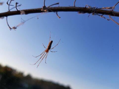 Spider wove a web on a branch