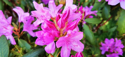 A large bush blooming pink-violet Rhododendron in the spring garden. Natural beauty. Beautiful blooming background. Aroma fragrance. Blossoming bush.  Flowers backdrop.