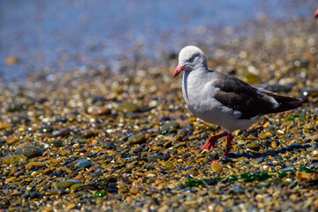 Dolphin Gull in the beach, Patagonia Argentina.