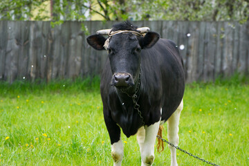 Dairy cow in the pasture. black young cow, stands on green grass. spring day. milk farm. home animal. cattle. the cow is grazing in the meadow. close-up