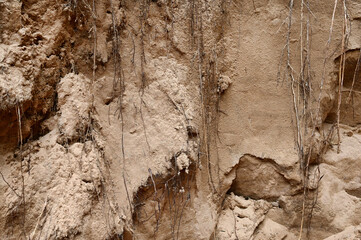 sand pit, background texture of sand and tree roots