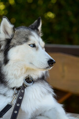 Young and cute Siberian husky on a sunny day 