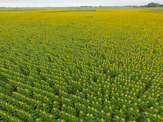 Sunflower cultivation, Aerial view, in pampas region, Argentina