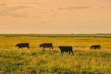 Cows grazing at sunset, Patagonia, Argentina.