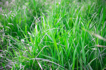 Photo of green grass nature background