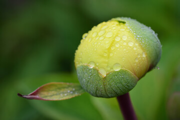 Close-up of the bud of a yellow peony against a green background, covered with water droplets