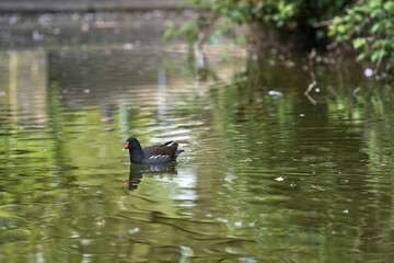 Beautiful view of peacefully resting common moorhen (Gallinula chloropus) with reflection of spring blooming trees in pond water in Herbert Park, Dublin, Ireland. Soft and selective focus