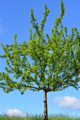 a small young fruit tree with green leaves stands in spring on a meadow against a blue sky, in vertical format