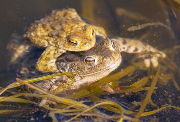 Common or European toad brown colored, Mating toads