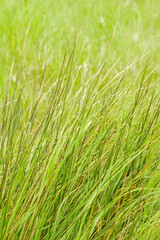 herbes sauvages dans un près