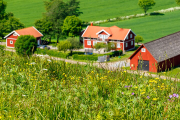 Flowering meadow flowers with a farm in the background