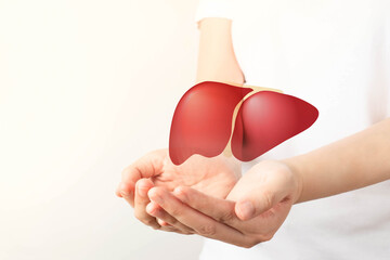 Healthy liver. Human hands holding liver symbol on white background. Protecting against liver...