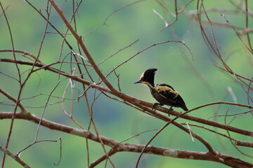 Beautiful bird Heart Spotted Woodpecker lives in the tropical forests of Thailand.