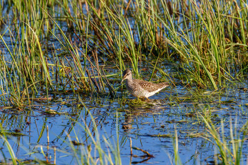 Wetland with an Sandpiper among the grass