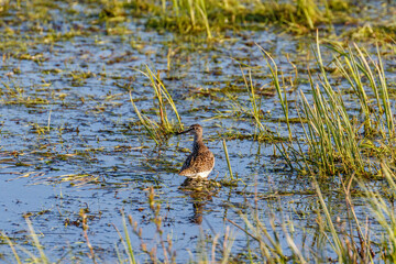 Wood Sandpiper standing at a lake in springtime and looking