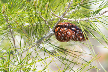 Pinecone on a green pine