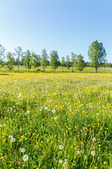 Flowering summer meadow in a rural landscape
