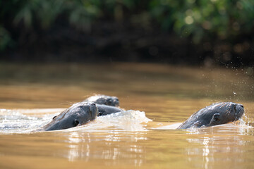 Fototapeta premium The giant otter or giant river otter (Pteronura brasiliensis) 