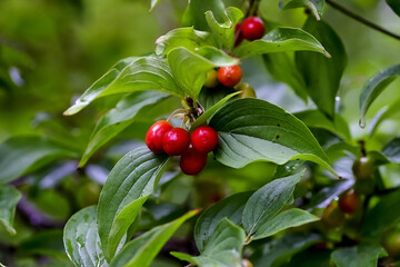 Ripe and unripe fruits of Cornelian cherry or Cornel cherry, branch of a Cornel tree with leaves and fruits, Cornus mas