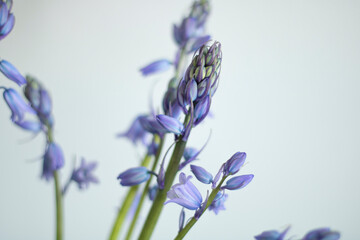 Scilla Campanulata 'Excelsior' (Spanish Bluebells) blooming flowers on grey background. Beautiful purple-blue, bell-shape flowers. - obrazy, fototapety, plakaty