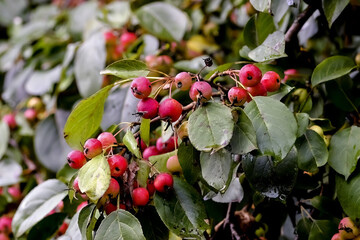 Red fruits of a grabapple named "John Downie" (Malus pumila) ripe on the branches after a rain in summer, Bavaria, Germany