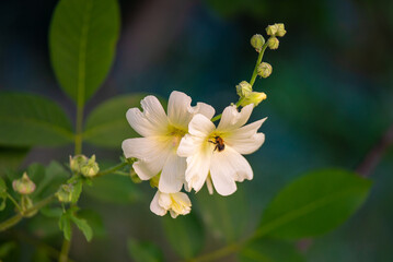 White beautiful flower pollinated by bumblebee