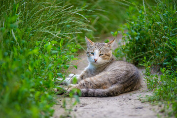 Wild street cat lies on the path resting in the grass