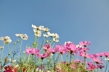 Sweet color cosmos blooming on natural background. Vintage photo editing