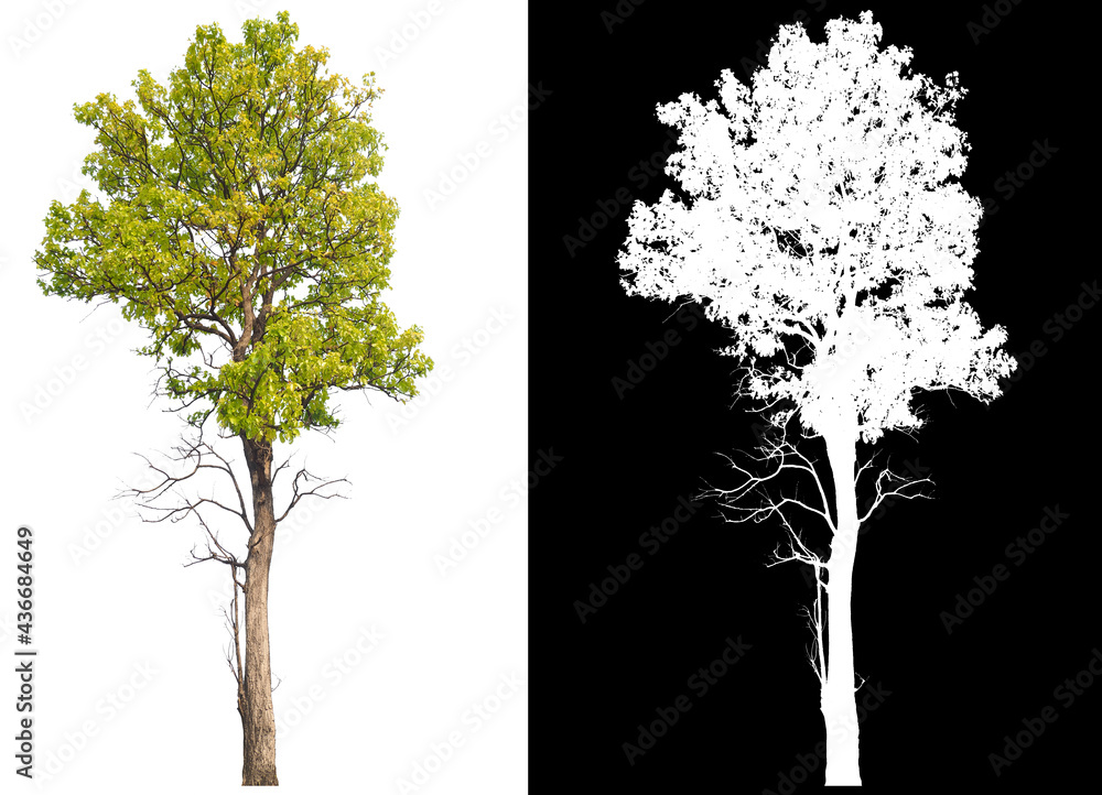 Poster isolated tree on white background with selected and path inside, alpha channel built in picture for 