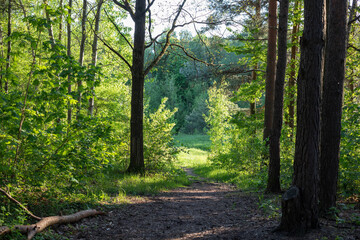 Obraz premium Forest around the Seskines Os (Seskines Ozas), glacial period gravel ridge in Vilnius, Lithuania
