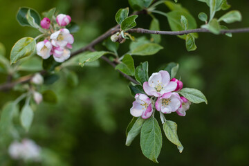 Fototapeta na wymiar Apple tree (Malus domestica) blossoms
