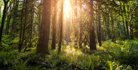 Canadian Rain Forest. View of Fresh Green Trees in the Woods with Moss. Taken in Golden Ears Provincial Park, near Vancouver, British Columbia, Canada. Panorama Nature Background