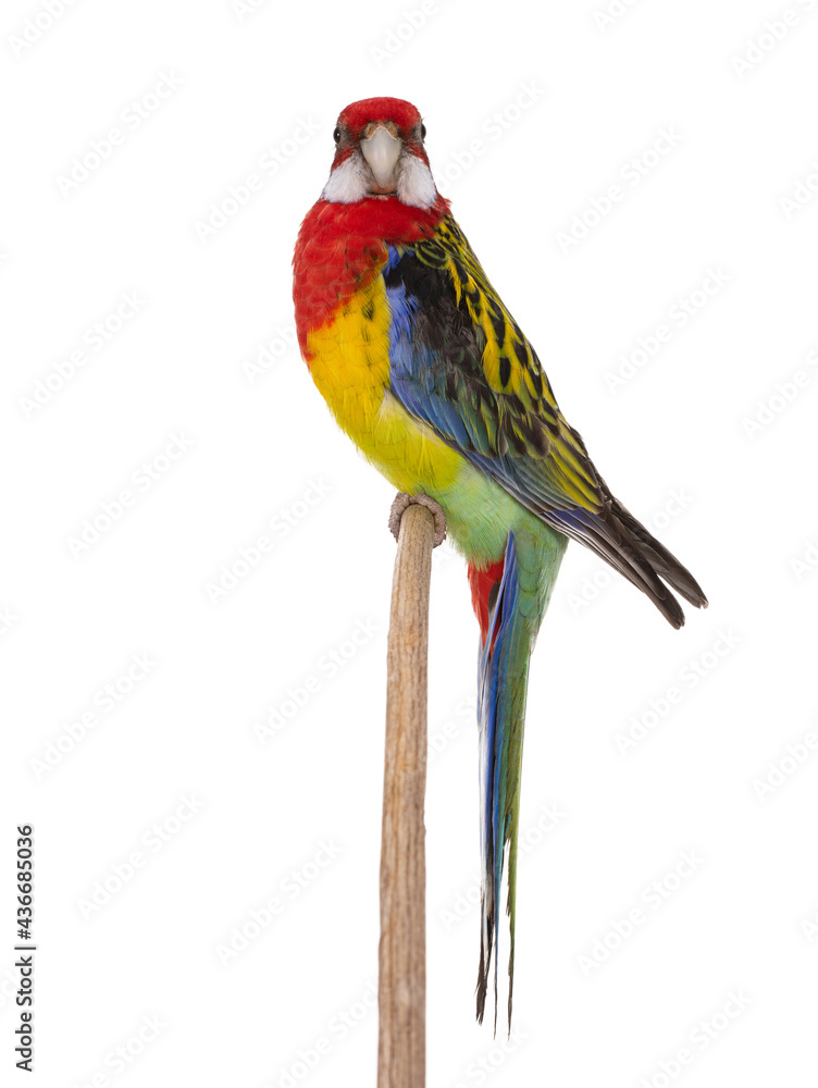 Sticker Rosella parrot isolated on white background